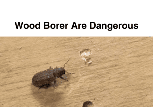 Wood borer