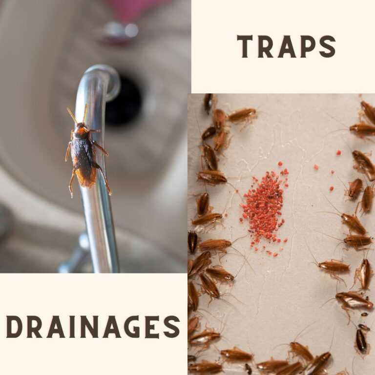 Cockroach Traps