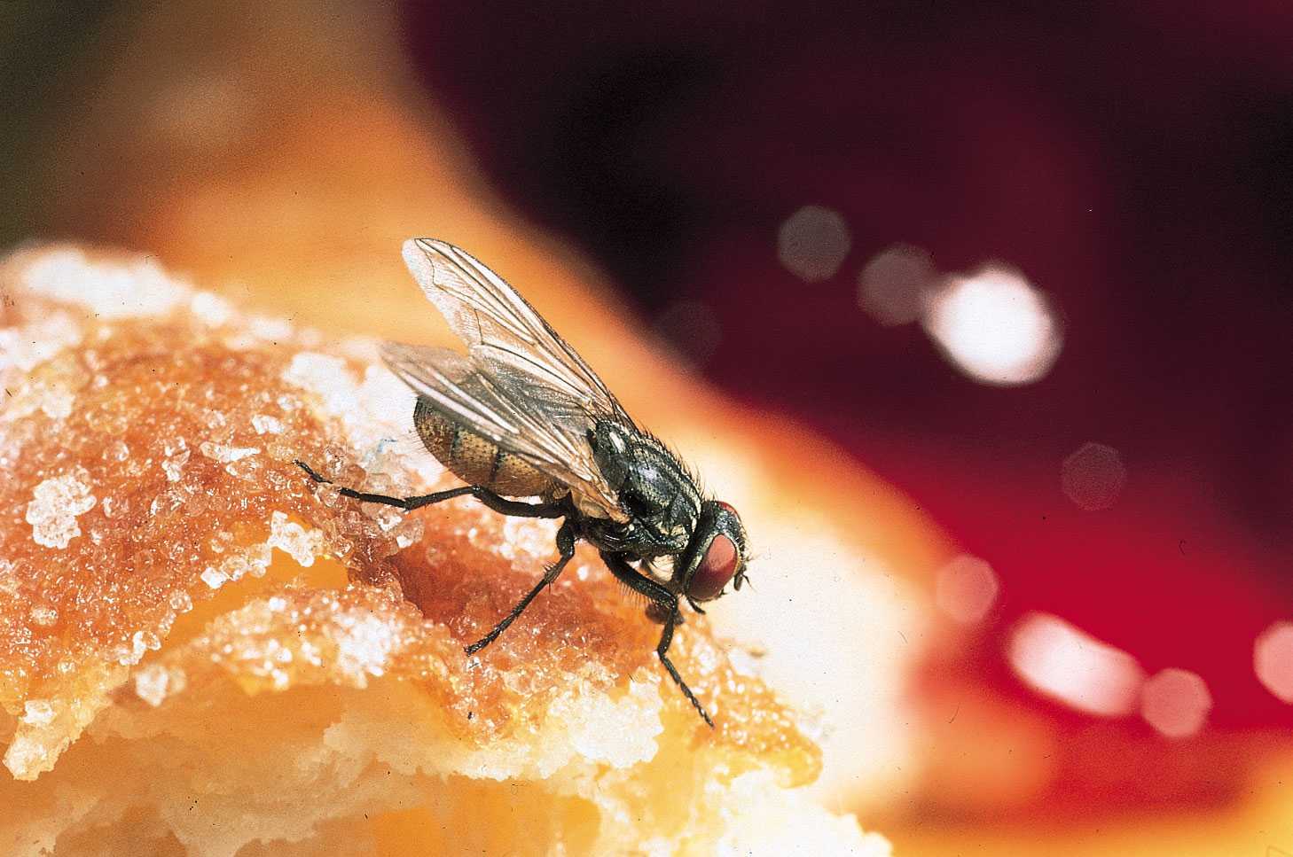 Housefly doughnut