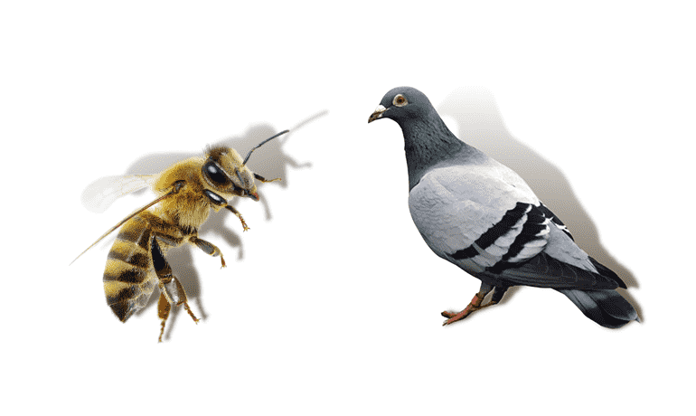 Bird and bee