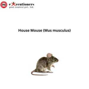 House Mouse (Mus musculus)