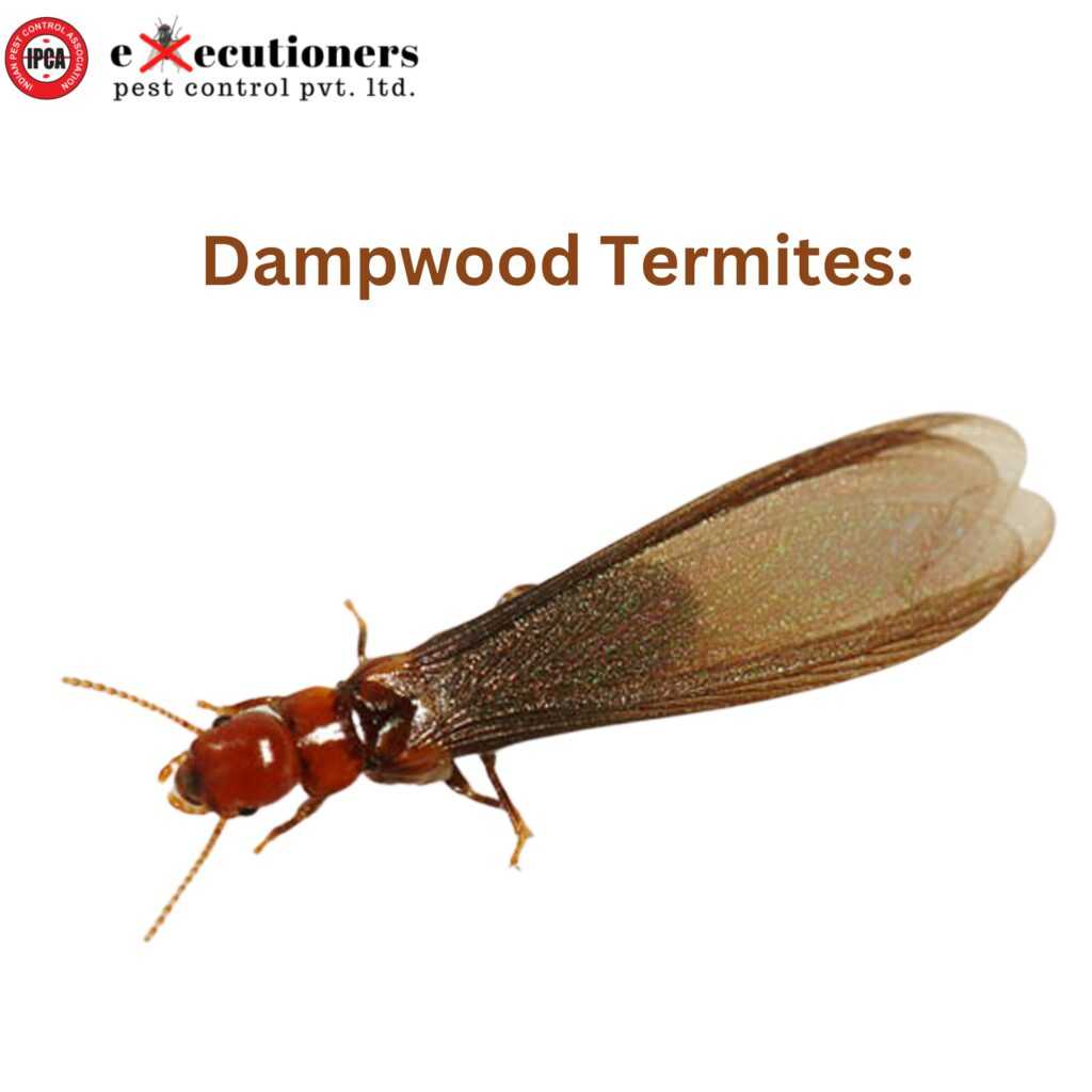 Dampwood Termites:
