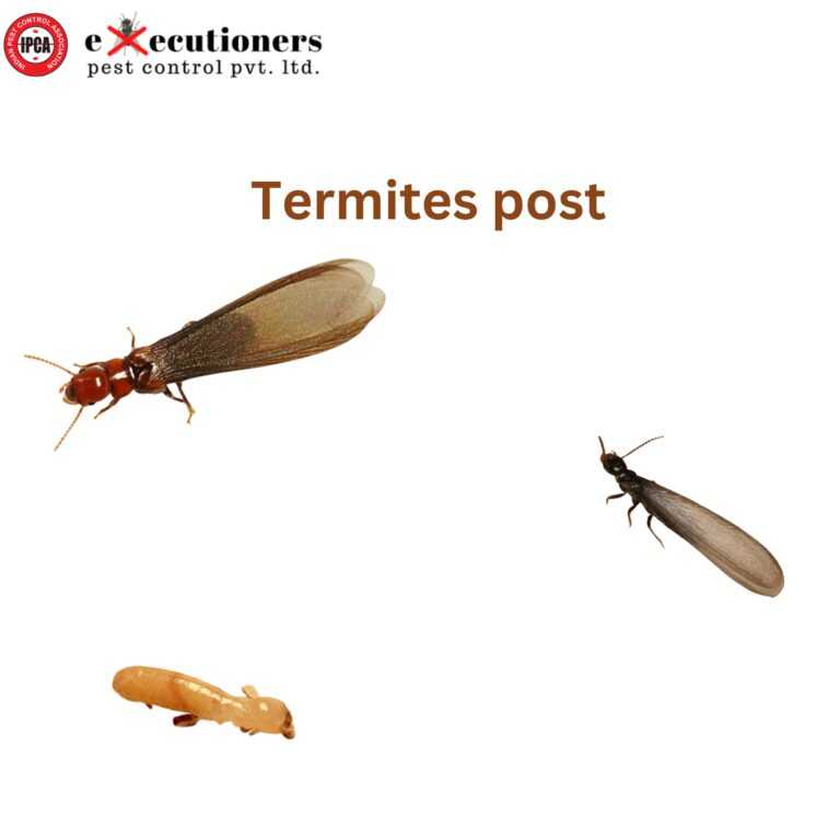 termites blog post