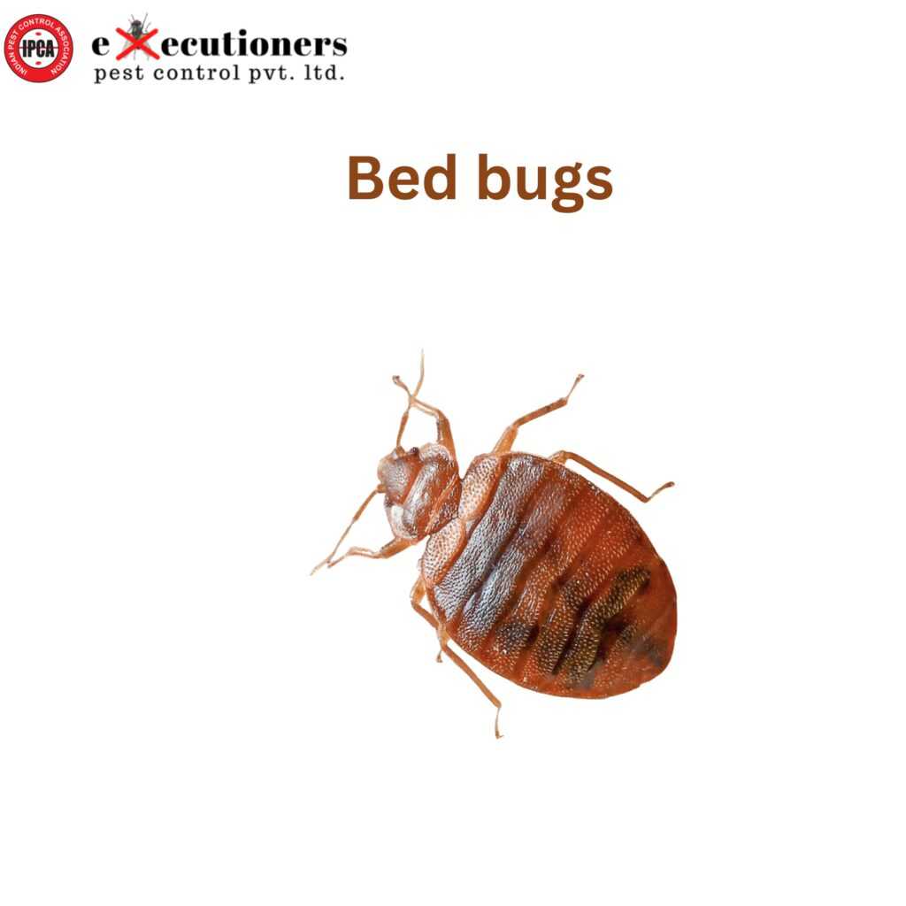 Bed bugs 1