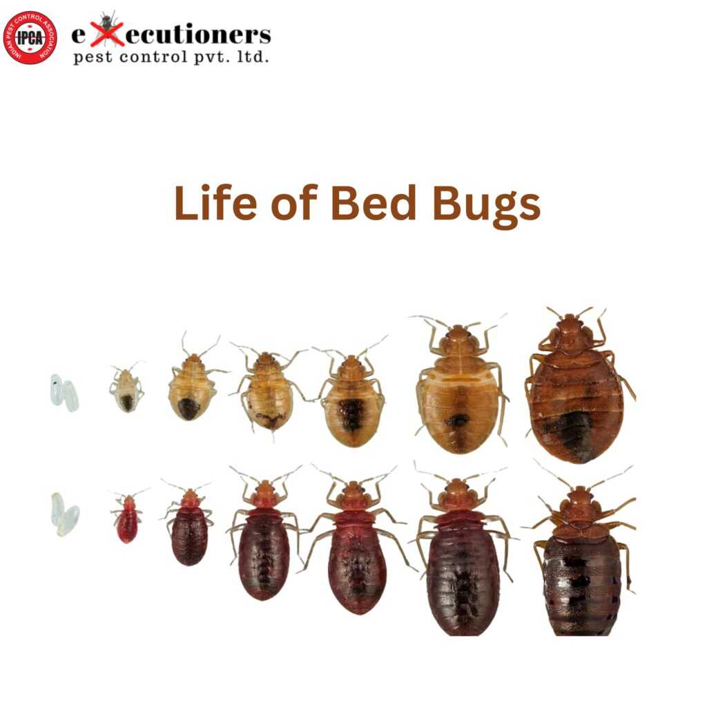 life cycle of bed bugs