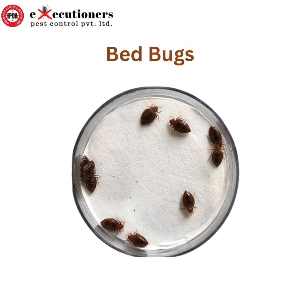 bed bugs 3