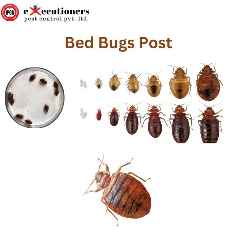 bed bugs post