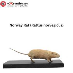 Norway Rat (Rattus norvegicus):