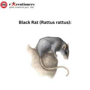 Black Rat (Rattus rattus)