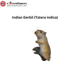 Indian Gerbil (Tatera indica)