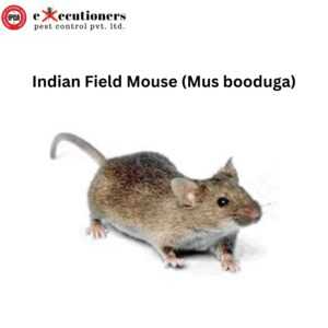Indian Field Mouse (Mus booduga)