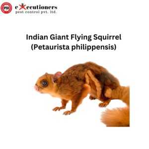 Indian Giant Flying Squirrel (Petaurista philippensis)