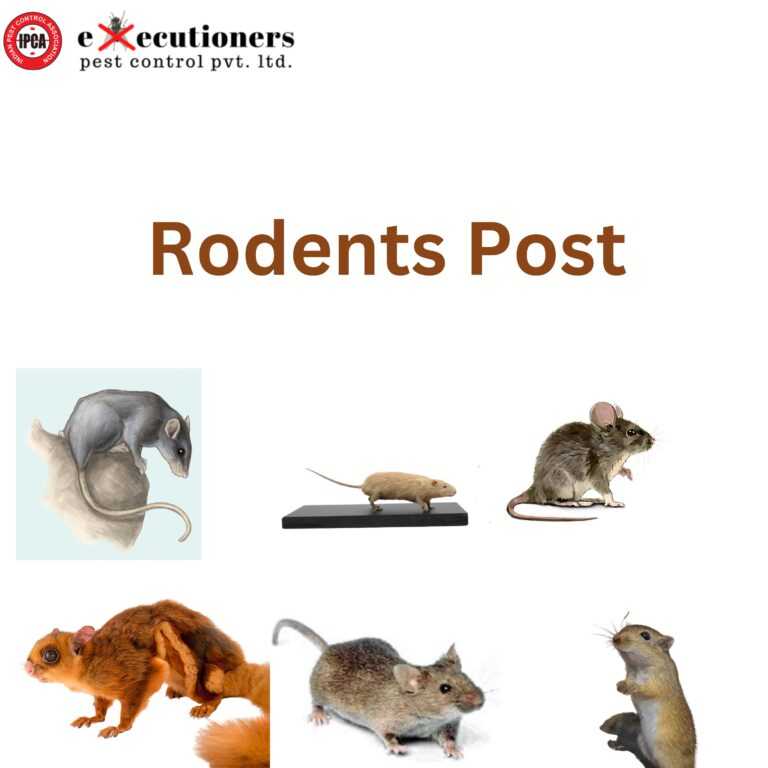 Rodents post