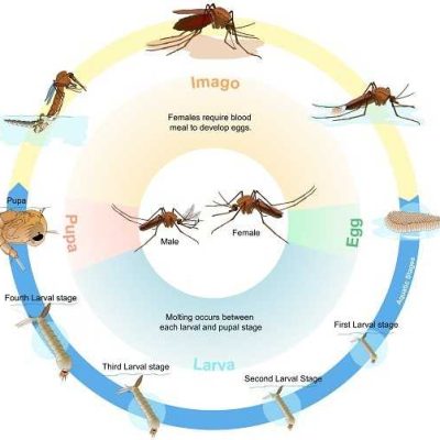 Lifecycle of Mosquito
